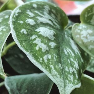 Meet your Posher, Laurel